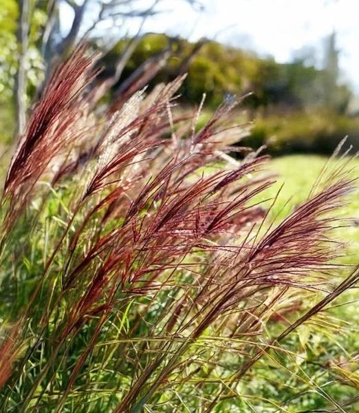 Miscanthus sinensis ‘Red Chief’